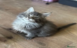 Maine Coon cats for sale: TICA Splendid Maine Coon  - Image 9