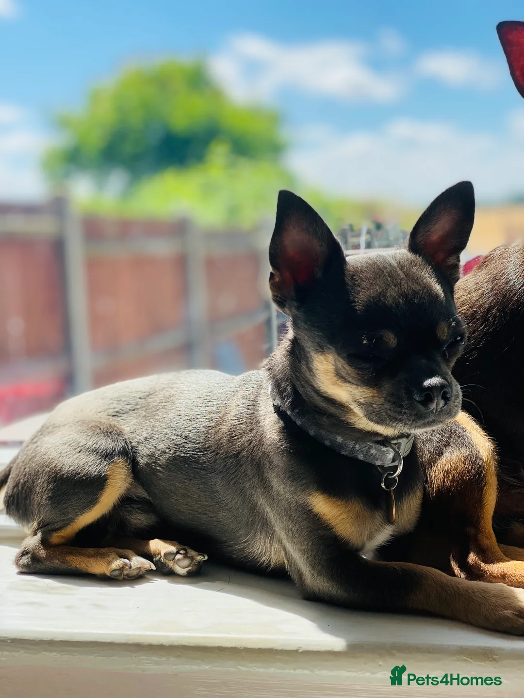 Chihuahua dogs for stud: Small chihuahua stud only not for sale proven  in Bury Saint Edmunds - Advert 11