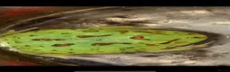 Frog reptiles for sale: Pac-Man Frogs cb26  - Advert 2