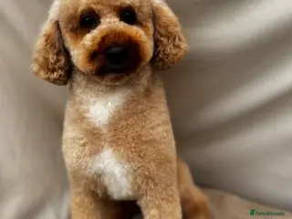 Irish Doodle dogs Ready in 2 weeks! Medium Irish Doodles - Advert 16