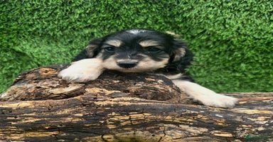 Cockapoo dogs - Advert 4