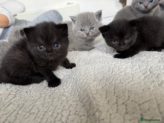 British Shorthair cats British shorthair kittens BLUE AND BLACK - Advert 1