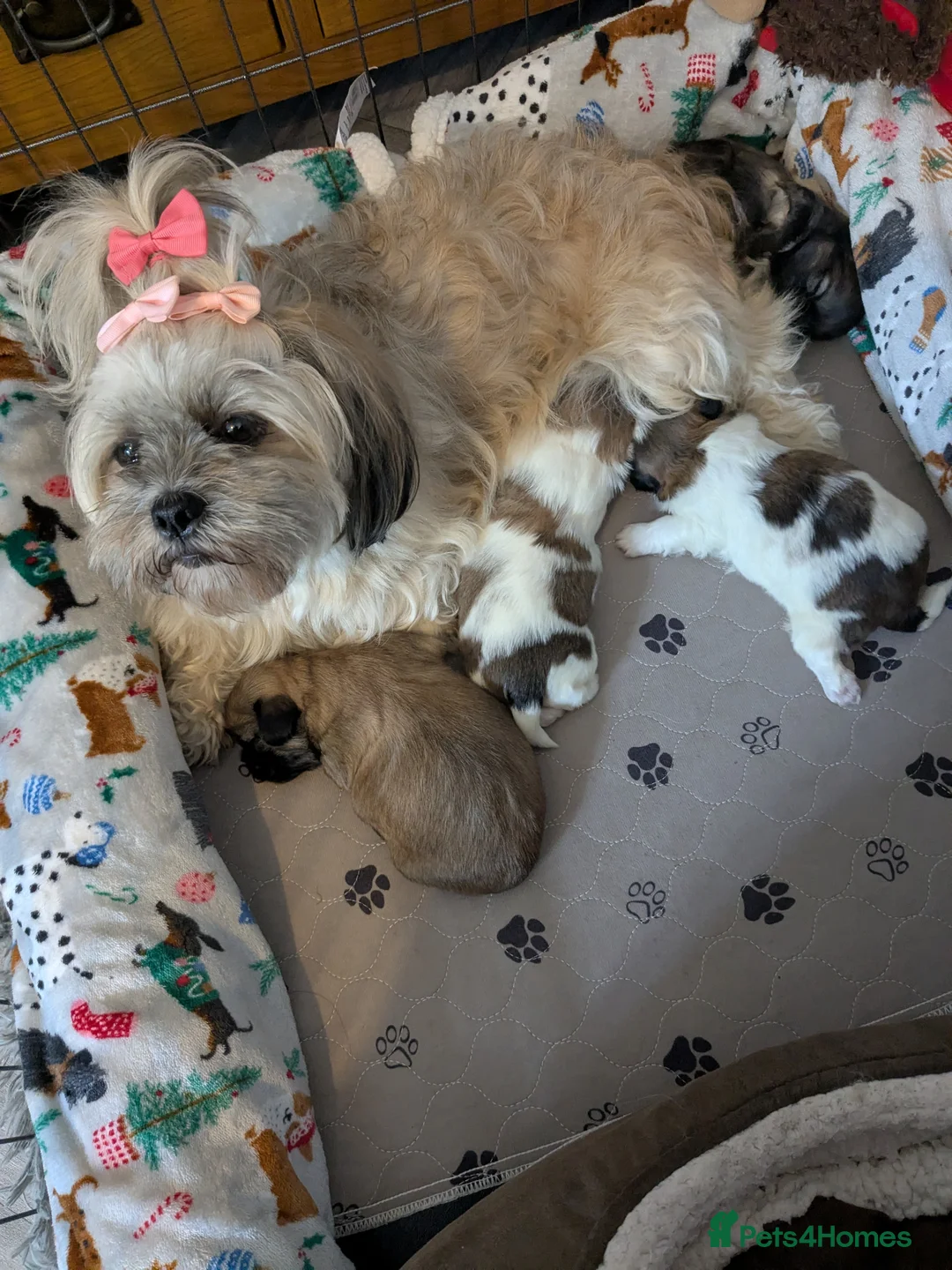 Mixed Breed dogs for sale: Lhasa Apso cross Shih Tzu puppies for sale  - Advert 17