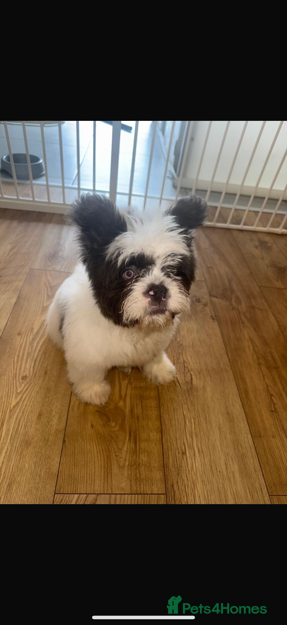 French Bulldog dogs Teddy bear coat floodle French bulldog  - Advert 1