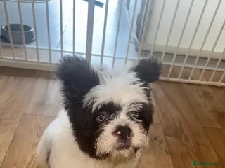 French Bulldog dogs Teddy bear coat floodle French bulldog - Advert 1