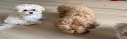 Maltipoo dogs for sale: Toy Size maltipoo boys in London - Advert 10