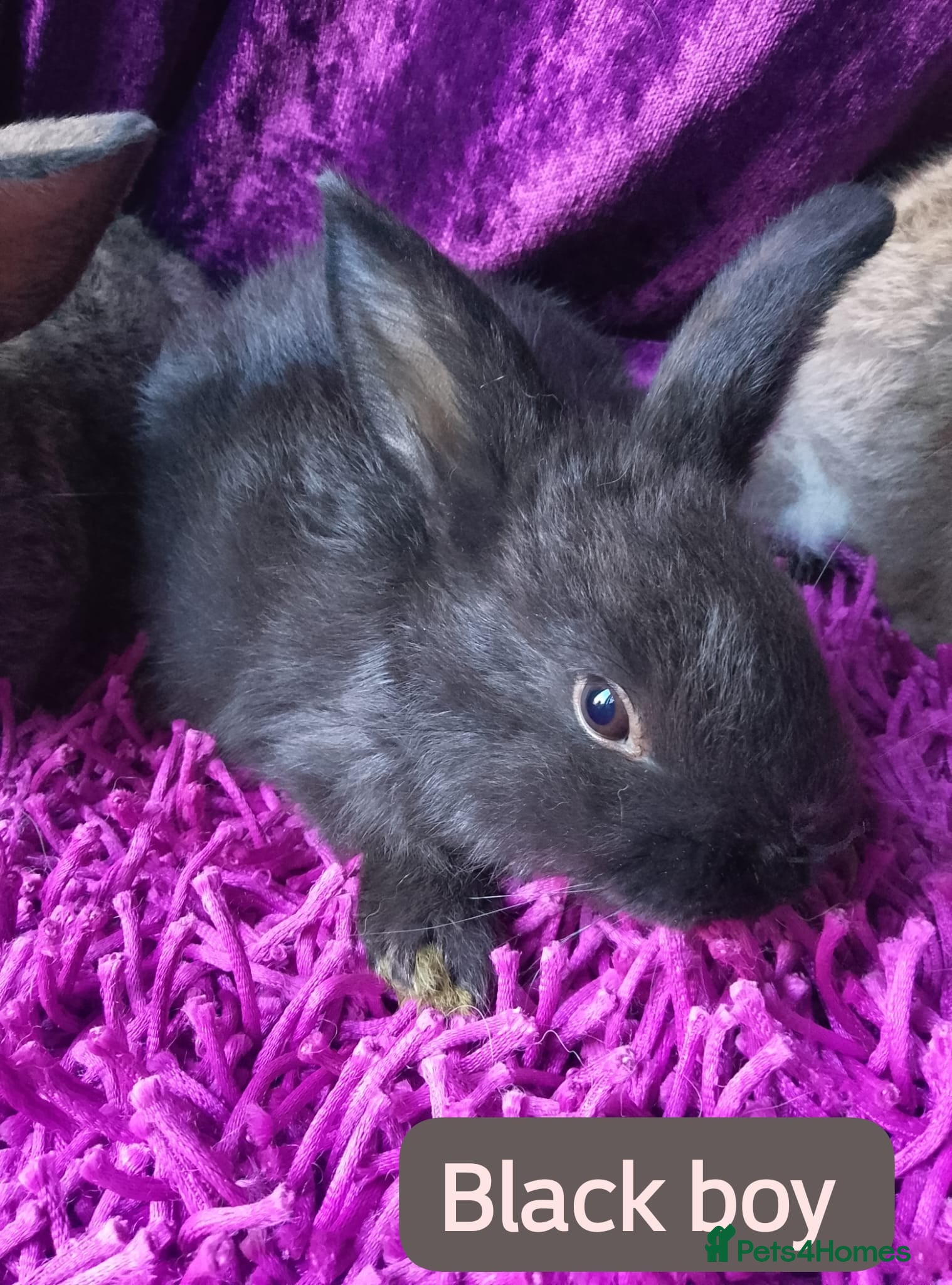 Lionhead rabbits Giant lops - Advert 4