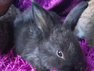 Lionhead rabbits Giant lops - Advert 12