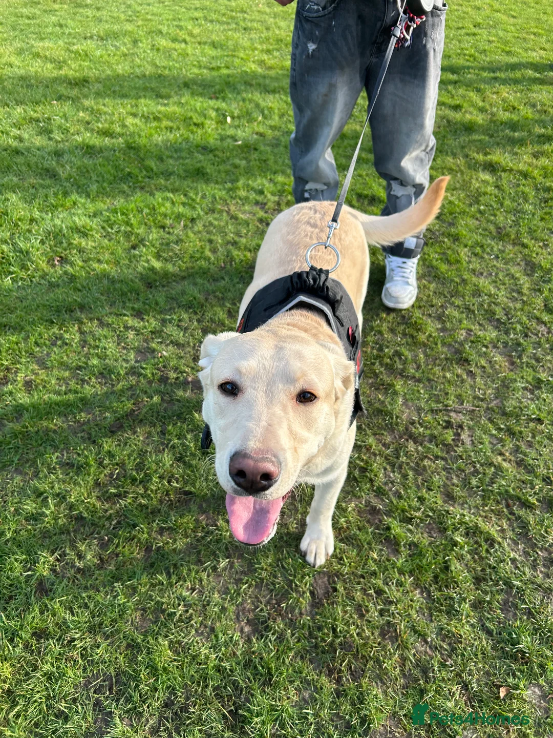 Labrador Retriever dogs for sale: Labrador urgently needs new home  - Advert 2