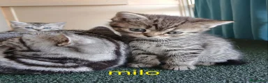 British Shorthair MILO