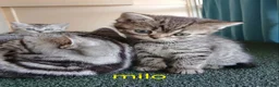 British Shorthair cats for sale: Bsh X Scotish stright kittens. - Advert 18