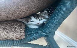 Mixed Breed cats for sale: British Shorthair Cross kittens  - Image 2