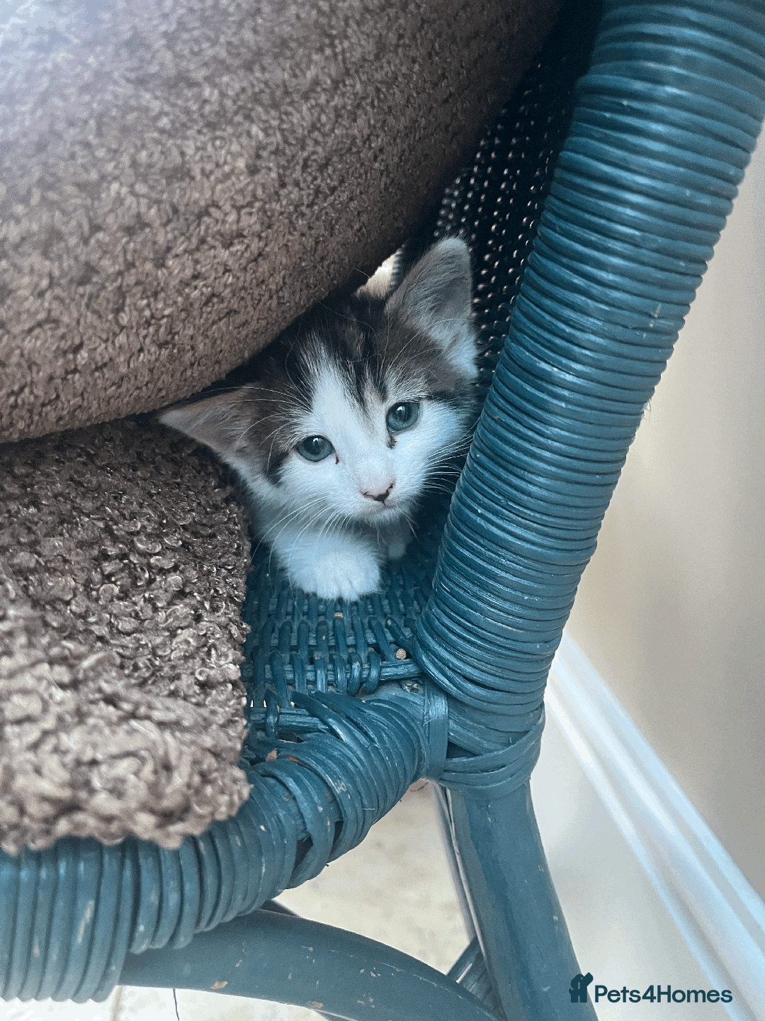 Mixed Breed cats for sale: British Shorthair Cross kittens  - Image 2