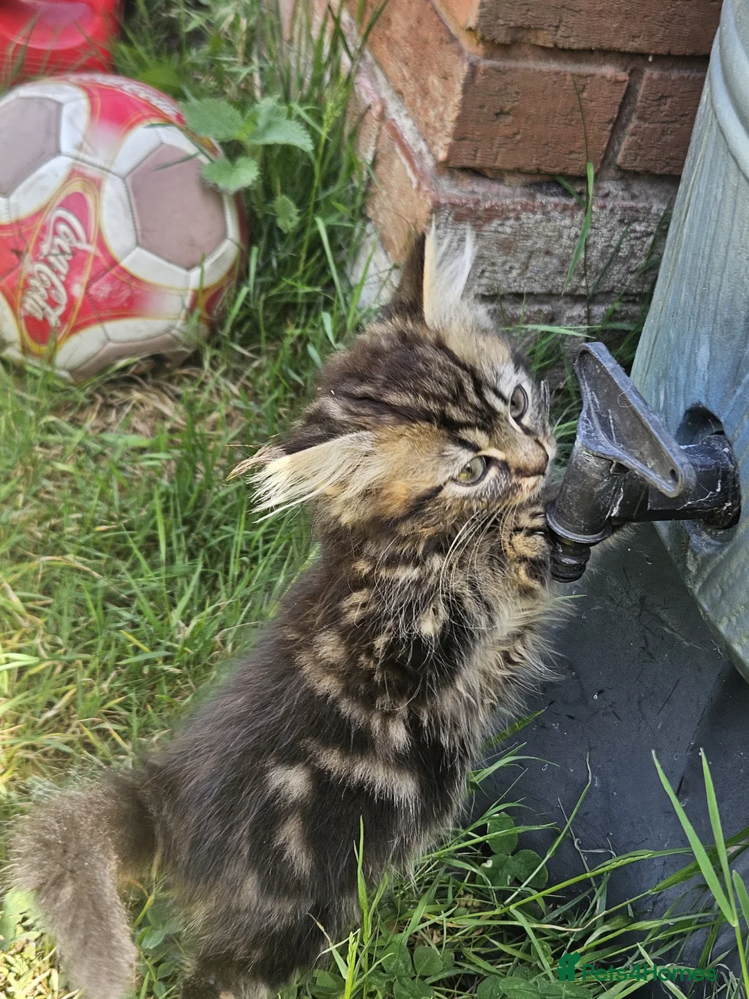 Mixed Breed cats for sale: Adorable&Super friendly kittens 🐈‍⬛  - Advert 20