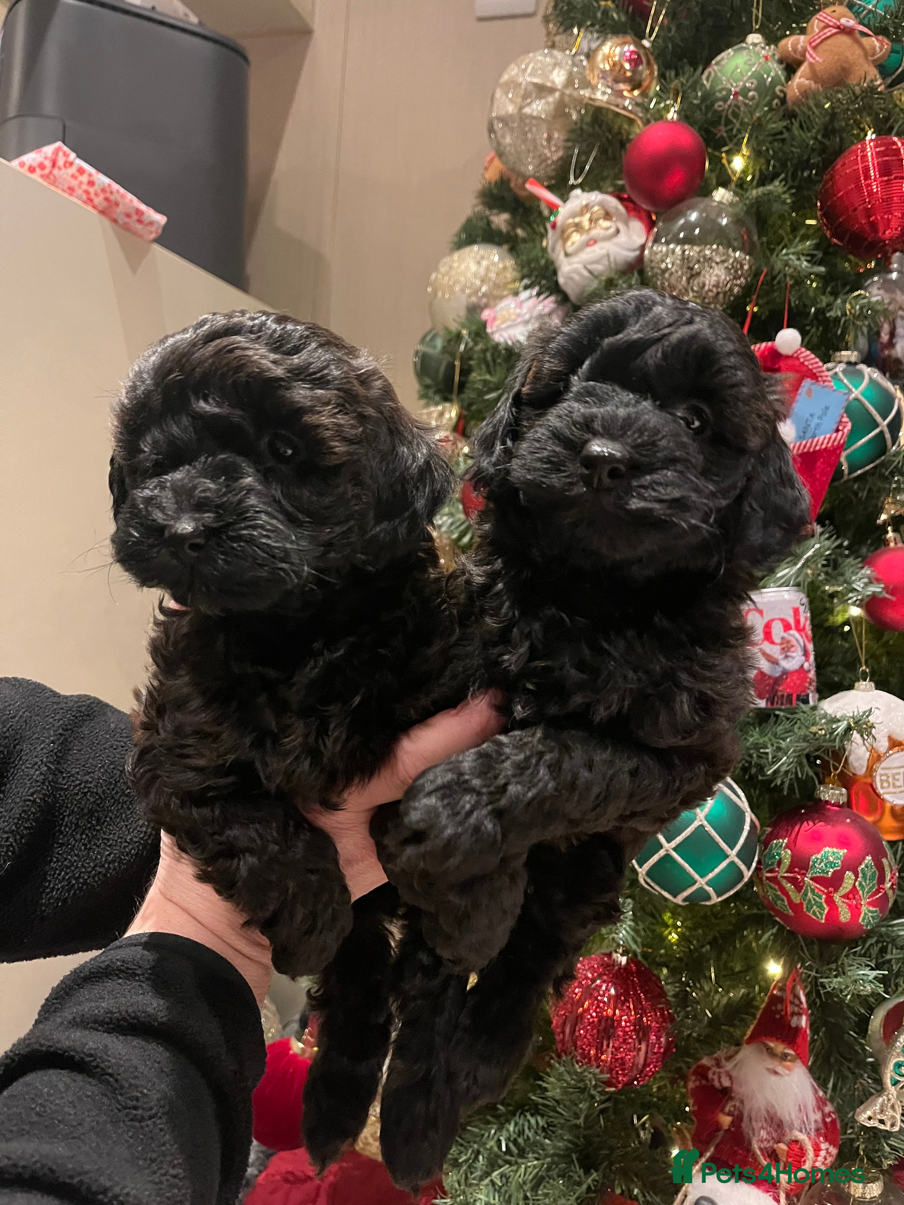 Shihpoo dogs beautiful shihpoo litter - Advert 1