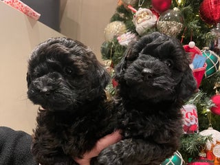 Shihpoo dogs beautiful shihpoo litter - Advert 7