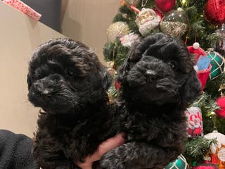 Shihpoo dogs 1 girl left shihpoo puppy fully vaccinated - Advert 13