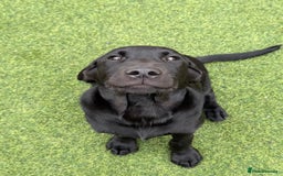 Labrador Retriever dogs for sale: Superb dual purpose health tested black Labradors  - Image 8