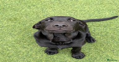 Labrador Retriever dogs - Advert 6
