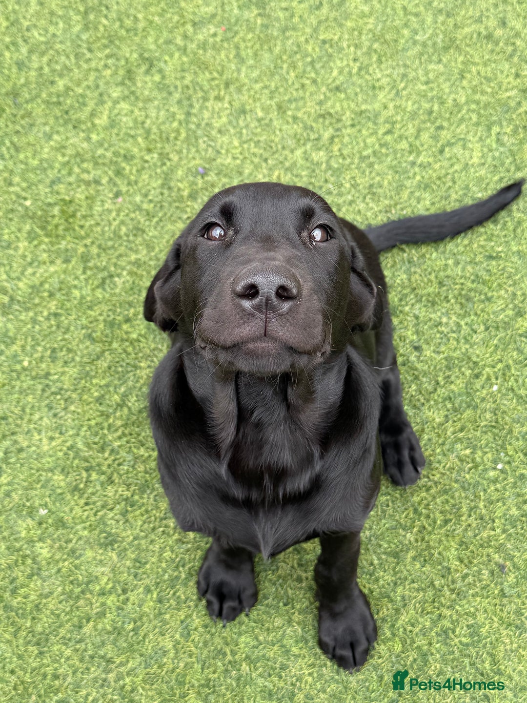 Labrador Retriever dogs for sale: Superb dual purpose health tested black Labradors  - Image 8