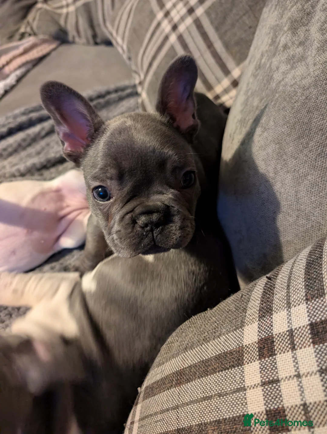 French Bulldog dogs for sale: Ready to leave!! french bulldog pups accept offers - Advert 2