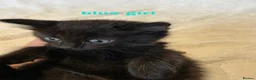 Mixed Breed cats for sale: Ragdoll x kittens  in Cardigan - Advert 7