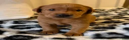 Labrador Retriever dogs for sale: Duel purpose Labrador  - Advert 36