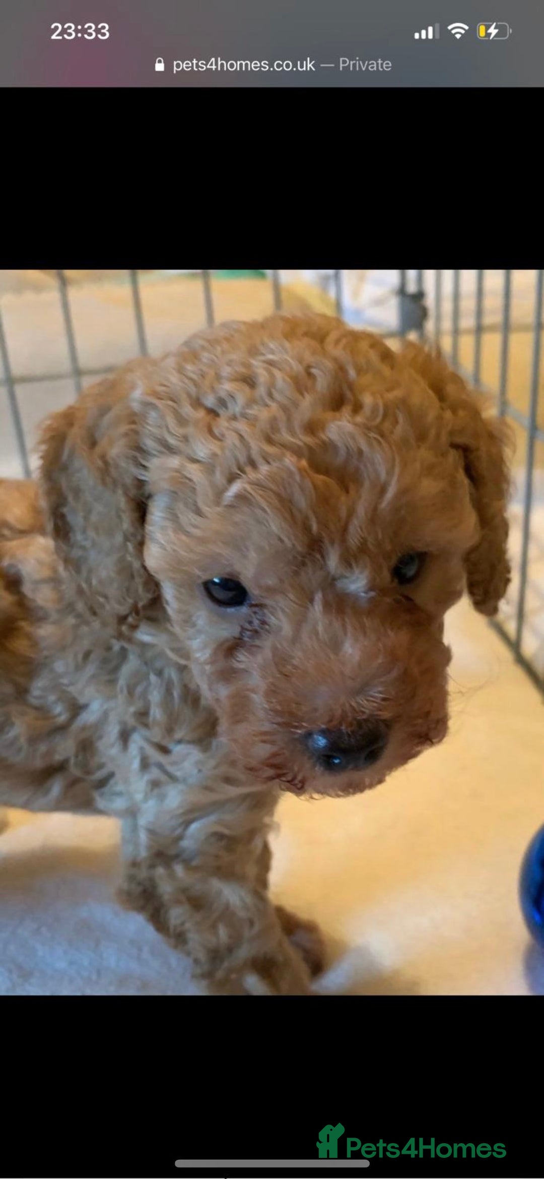 Toy Poodle dogs for stud: KC registered. GENETIC & HEALTH TESTED. in Wigan - Image 19