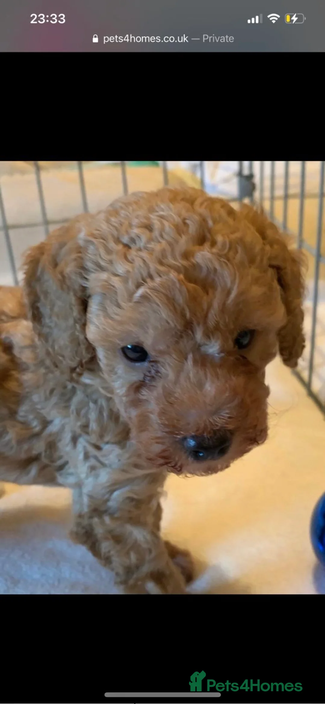 Toy Poodle dogs for stud: KC registered. GENETIC & HEALTH TESTED. in Wigan - Advert 19