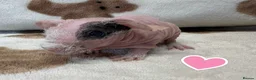 Guinea Pig rodents for sale: Skinny pig sows and boars - Rescue - Advert 3