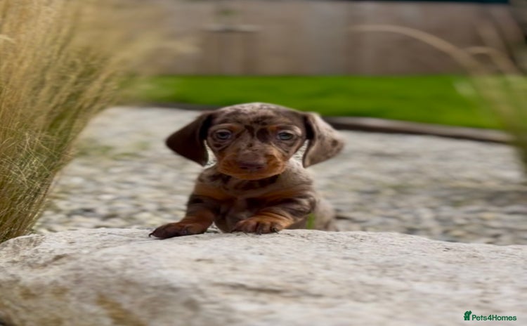 Miniature Dachshund dogs - Advert 11
