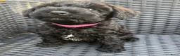 Schnoodle dogs for sale:  Toy Schnoodle puppies - Advert 19