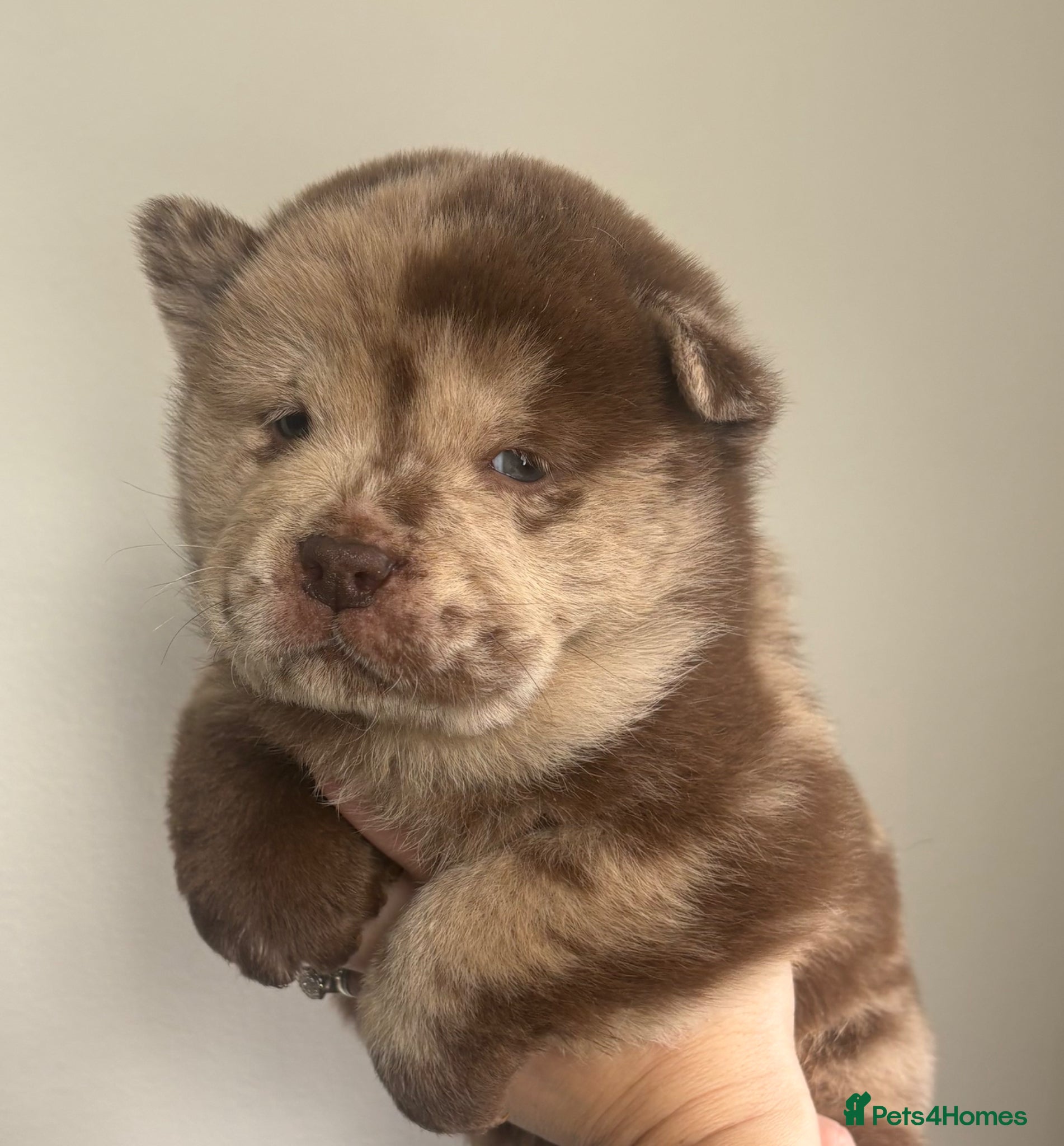 Chow Chow dogs Chow Puppies - Advert 8