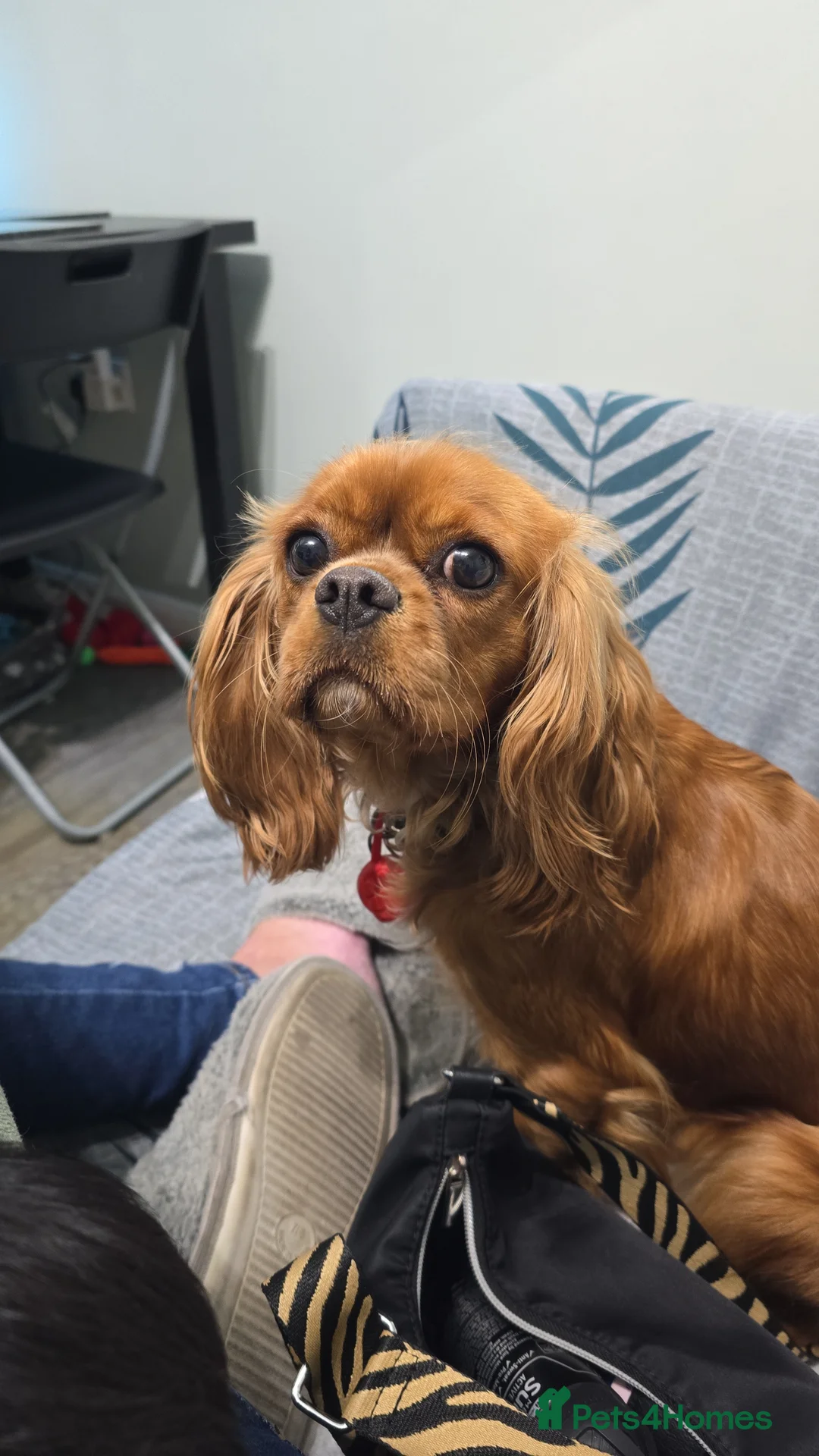 Cavapoo dogs for sale: Family Raised Puppies, Health Tested Parents - Advert 2