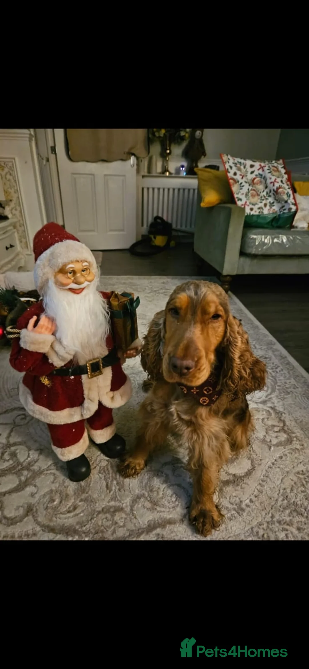 Mixed Breed dogs for sale: Cocker spaniel - Advert 3