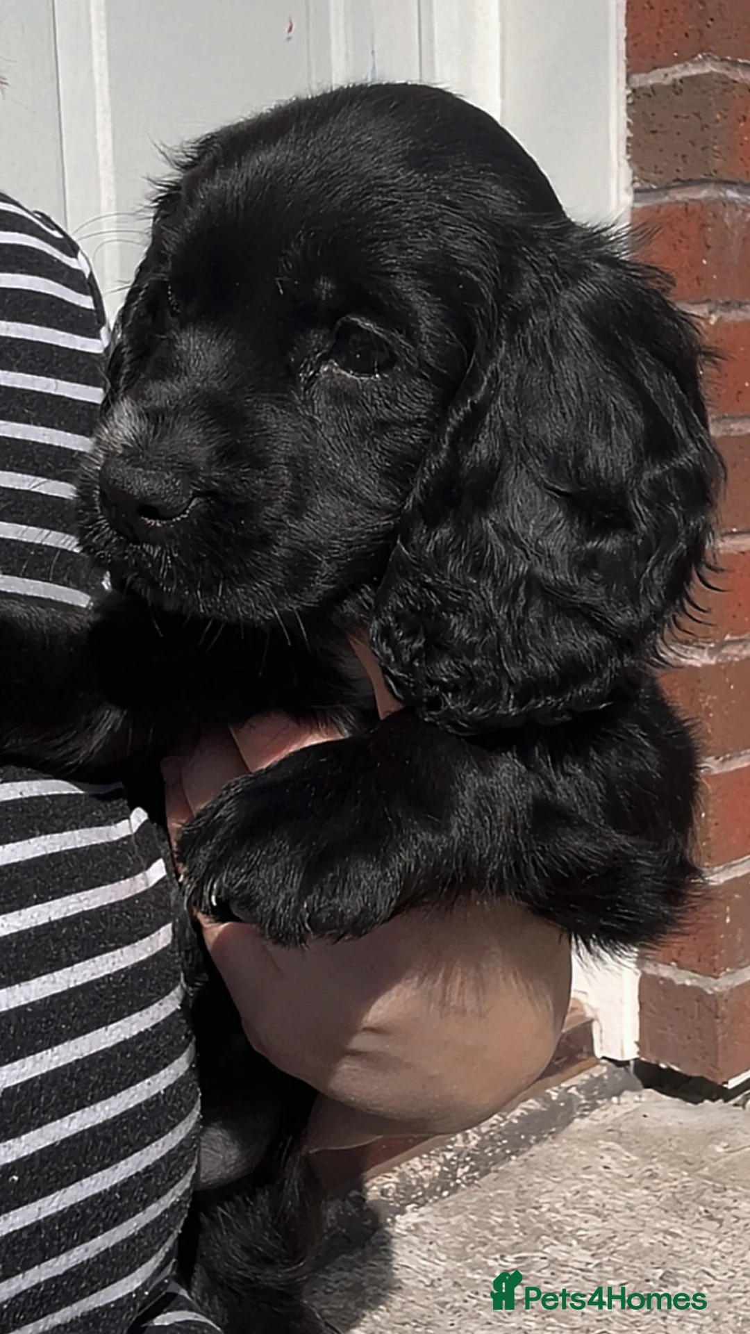 Cocker Spaniel dogs for sale: Cocker spaniel female pup in Tredegar - Advert 5