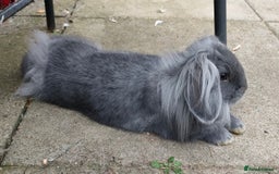 Mixed Breed rabbits for sale: Adorable lion head x lop - Image 2