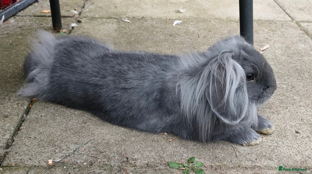 Mixed Breed rabbits for sale: Adorable lion head x lop - Image 2