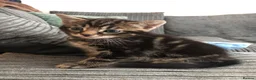 Mixed Breed cats for sale: Kittens looking for lovely home  - Advert 3