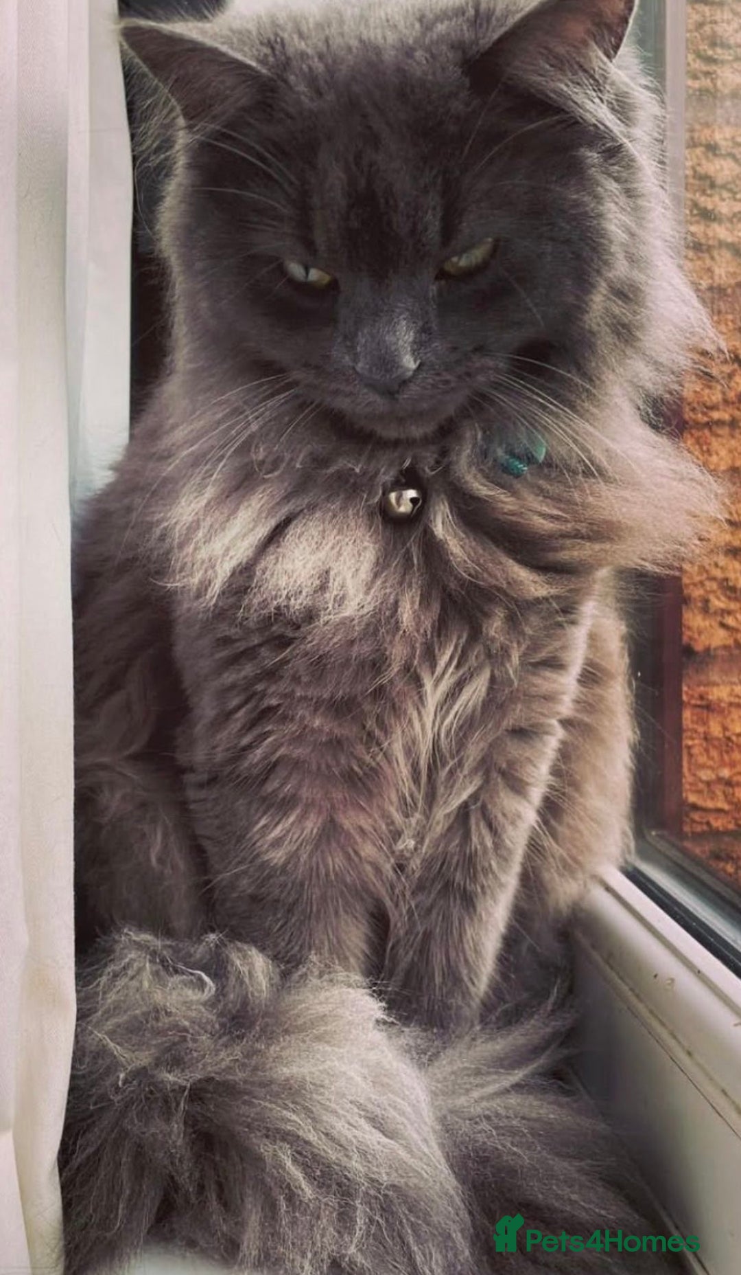 British Shorthair cats for sale: British shorthair kittens - Advert 15