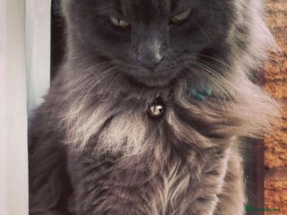 British Shorthair cats British shorthair kittens - Advert 4