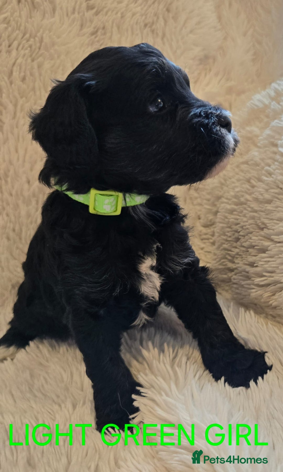 Tibetan Terrier dogs for sale: Adorable fluffy TToodle puppies  - Image 33