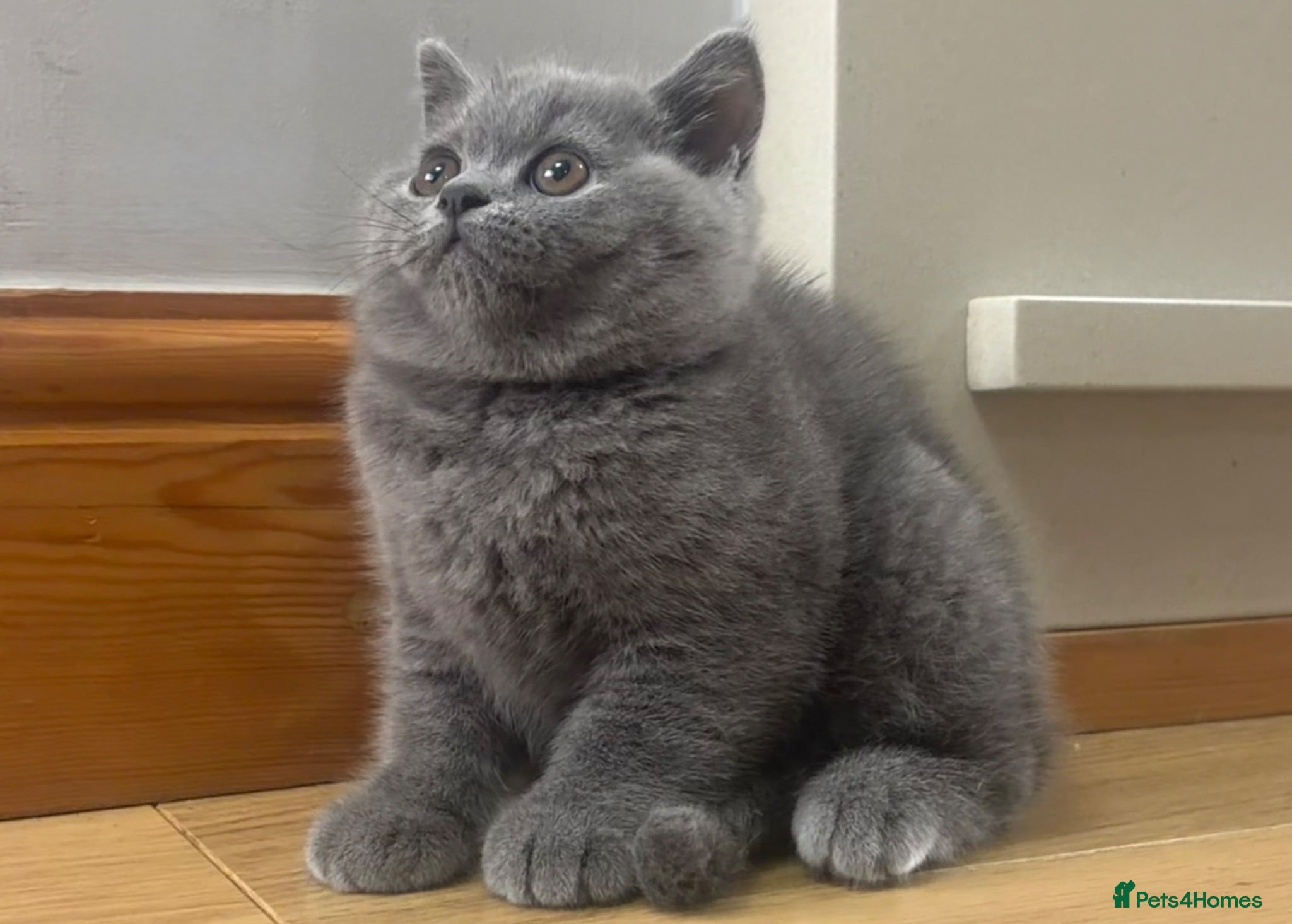 British Shorthair cats Last Male Ready To Go - Advert 4