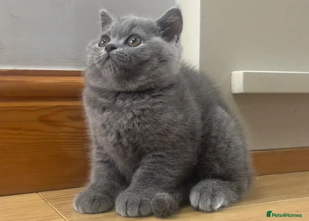 British Shorthair cats for sale: Last Male Ready To Go - Advert 1