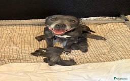Staffordshire Bull Terrier dogs for sale: LAST BOY, REDUCED!! Blue staffy kc registered pups in Glossop - Image 3