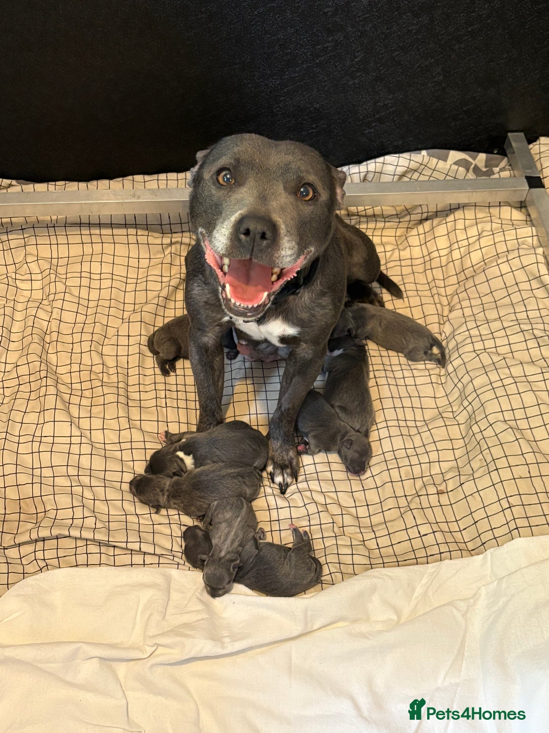 Staffordshire Bull Terrier dogs for sale: LAST BOY, REDUCED!! Blue staffy kc registered pups in Glossop - Image 3