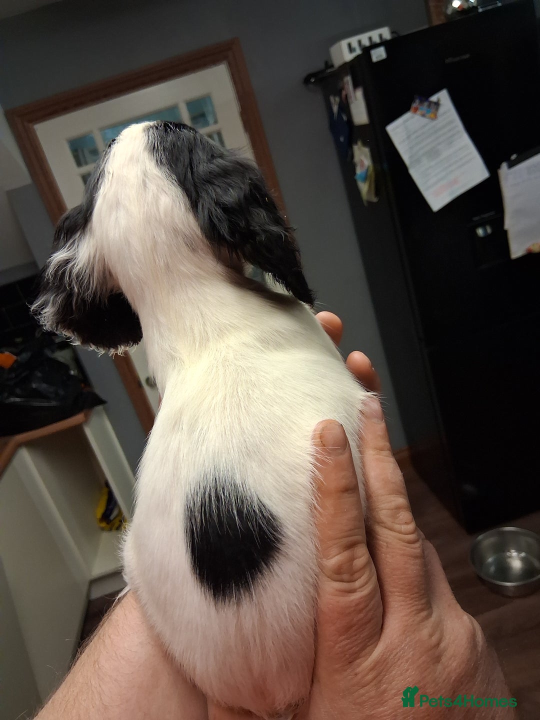 Sprocker dogs for sale: English blue roan spaniels - Advert 2