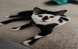 Arabian Mau cats for sale: Meet beautiful Tuxie ❤️ - Image 3