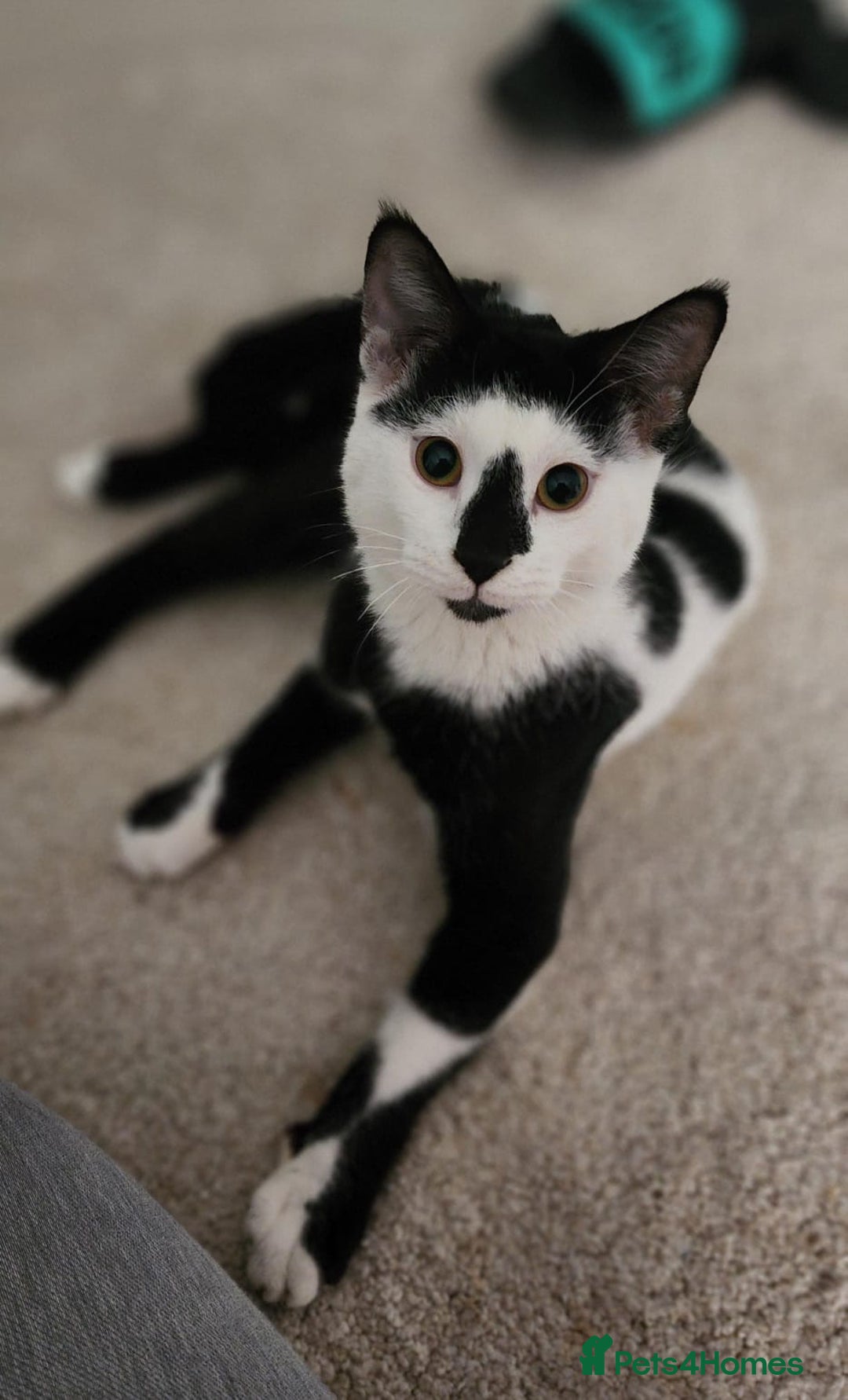 Arabian Mau cats for sale: Meet beautiful Tuxie ❤️ - Image 3