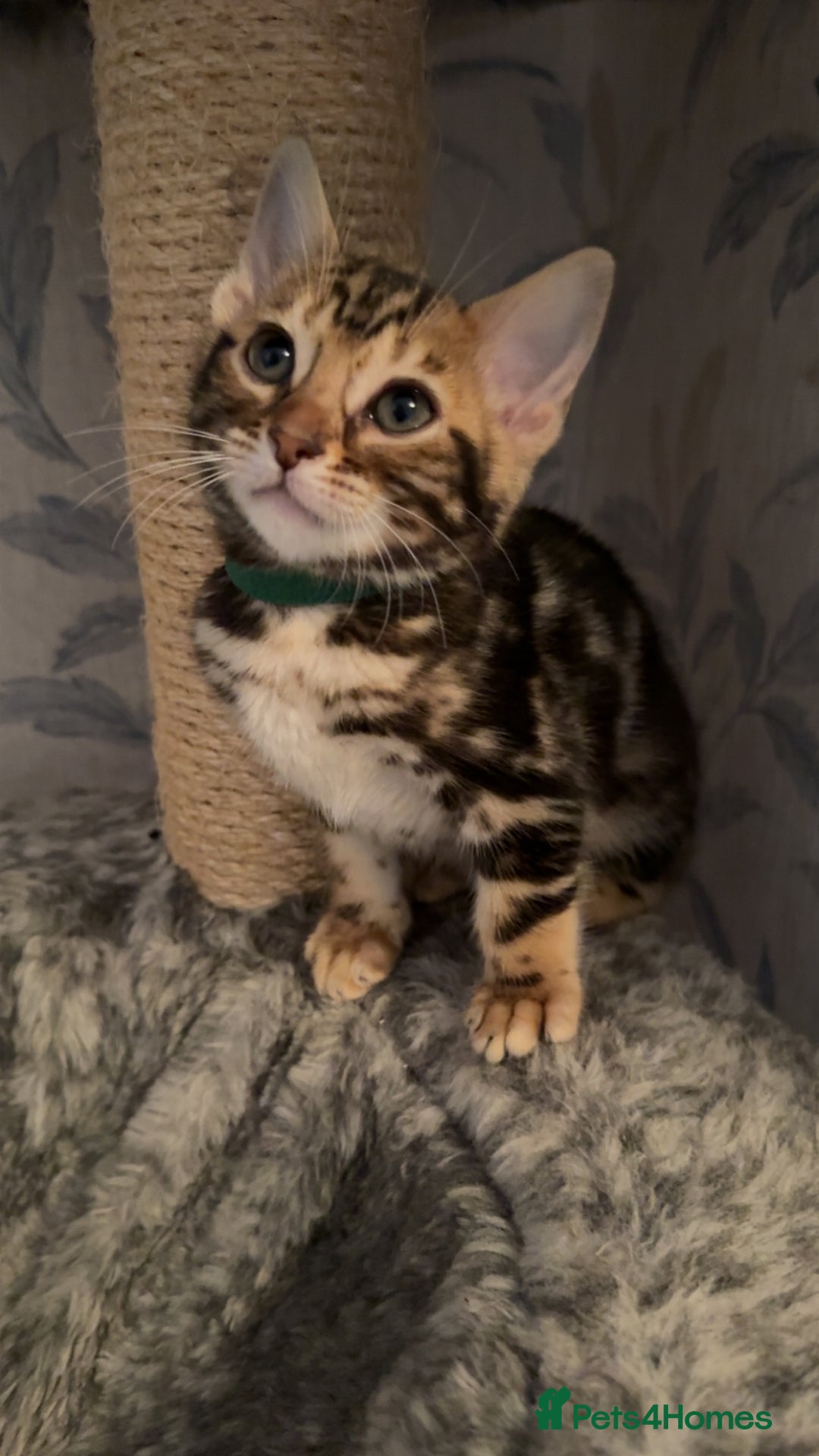 Bengal cats for sale: LAST ONE! Stunning Bengal kittens - Advert 11